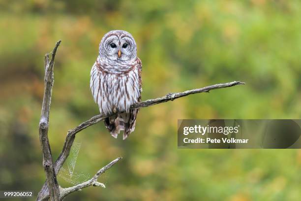 a barred beauty - hoot owl stock pictures, royalty-free photos & images