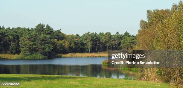 hernense bos - bos fotografías e imágenes de stock