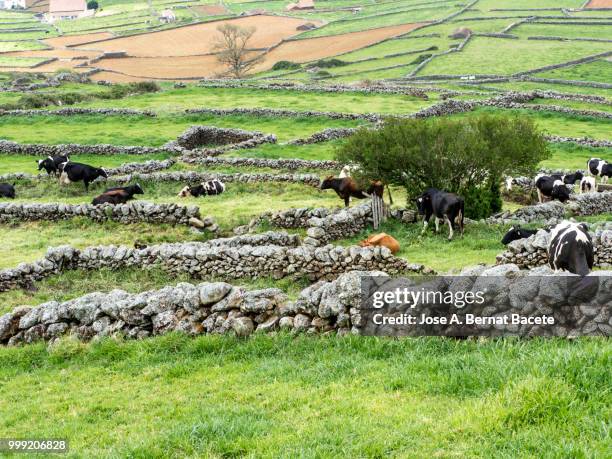 pastoral landscape, green fields for cultivation separated by stone walls with dairy cattle, cows. terceira island in the azores islands, portugal. - bernat stock-fotos und bilder