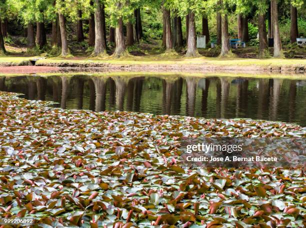 forest of trees reflected in water of a lake in of the terceira island in the azores islands, portugal. - bernat stock-fotos und bilder