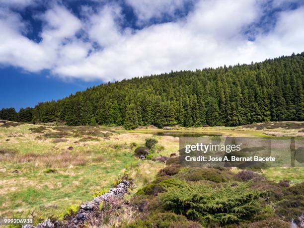 landscape of tropical rainforest with a lake in spring in terceira island in the azores islands, portugal. - bernat stock-fotos und bilder