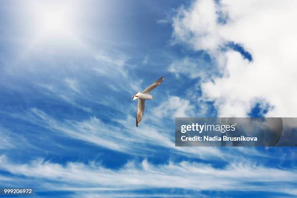 white seagull on blue sky background - nadia stock pictures, royalty-free photos & images