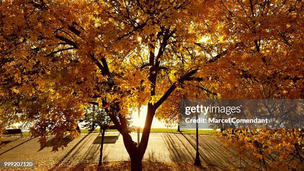 golden autumn - marcel stock pictures, royalty-free photos & images