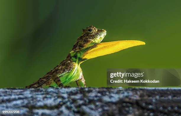draco / flying lizard / gliding lizard / dragon - draco stock pictures, royalty-free photos & images