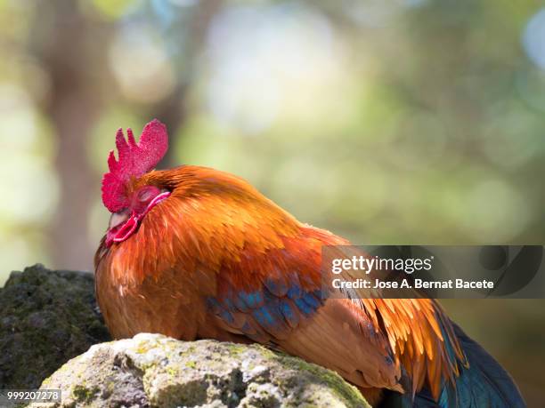 orange, red and black rooster of colors, slept animal, raised at liberty in the field, island of terceira, azores islands, portugal. - rooster stock pictures, royalty-free photos & images