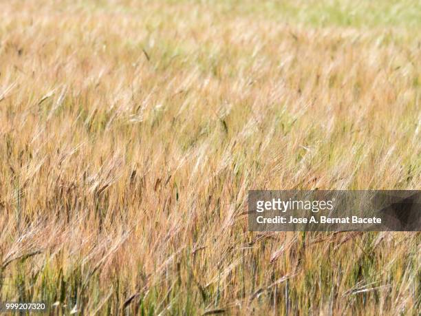 full frame of green spikes of a wheat field in summer. - frame border stockfoto's en -beelden