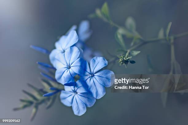 just feeling blue - hanna stock pictures, royalty-free photos & images