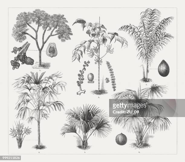 varios palmen, holzschnitte, rund 18 veröffentlicht - cabbage flower stock-grafiken, -clipart, -cartoons und -symbole