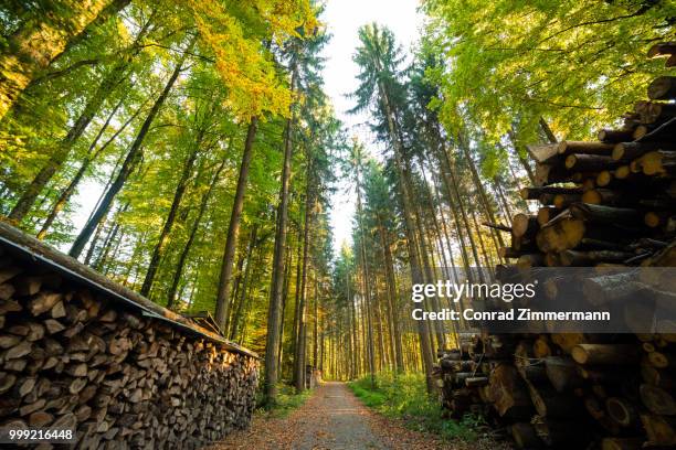 le chemin - chemin stock pictures, royalty-free photos & images