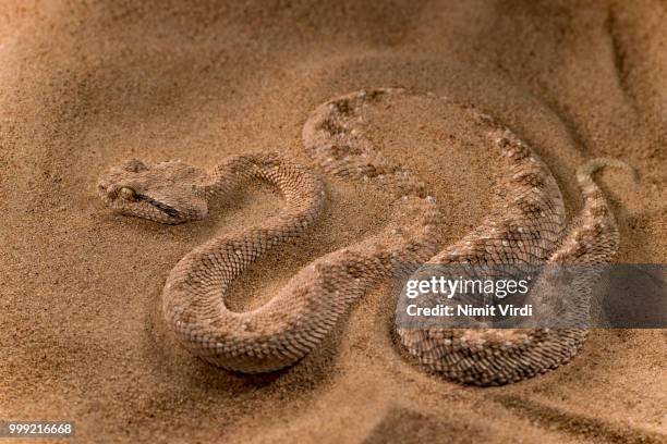 arabian horned viper - sandy trap - rattlesnake stock pictures, royalty-free photos & images