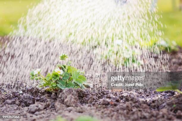 watering blooming strawberry seedling planted in the ground. sun - jozef polc stock pictures, royalty-free photos & images