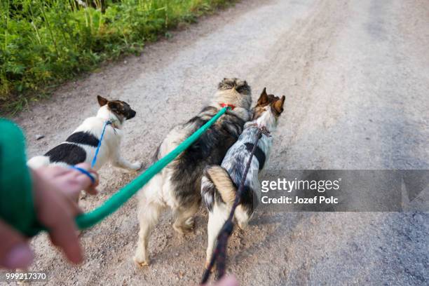 unrecognizable man walking three dogs on a dry dusty road - jozef polc stock pictures, royalty-free photos & images