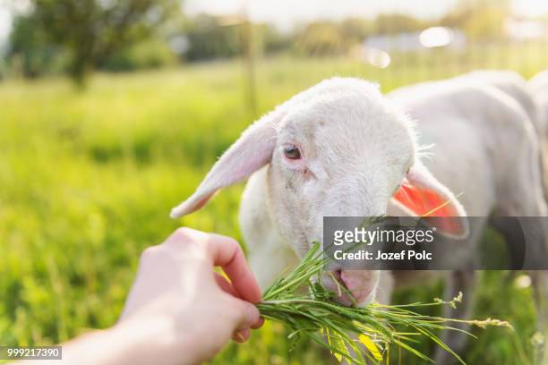 detail of mans hand feeding sheep with grass. sunny meadow. - jozef polc stock pictures, royalty-free photos & images