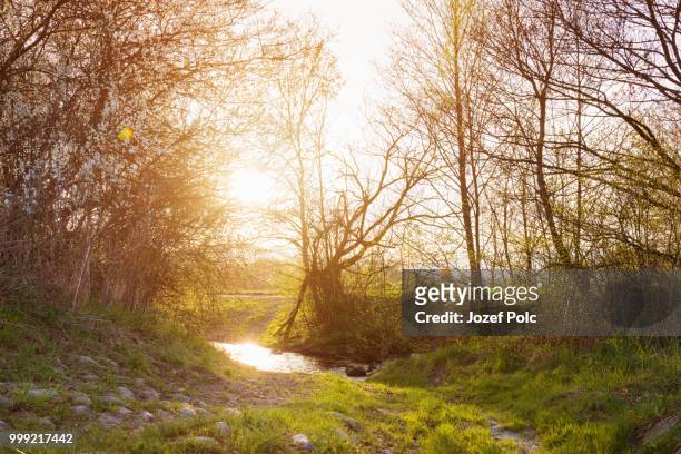 rural landscape with bourn, blooming trees, sunny spring nature - jozef polc stock pictures, royalty-free photos & images