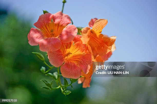 flower - lin stock pictures, royalty-free photos & images