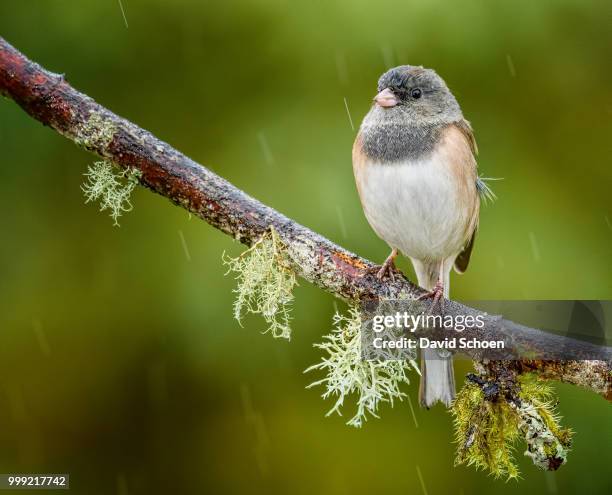 dark eyed junco in the rain - jenco stock pictures, royalty-free photos & images