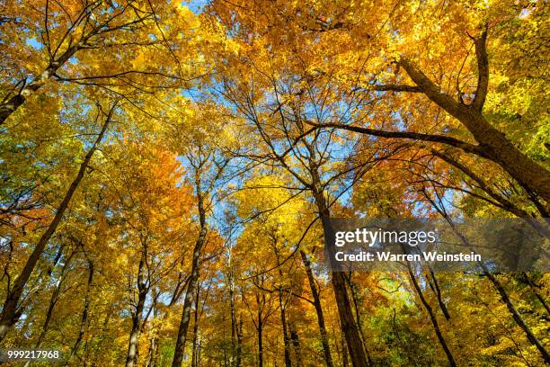 fall at the arboretum - weinstein fotografías e imágenes de stock