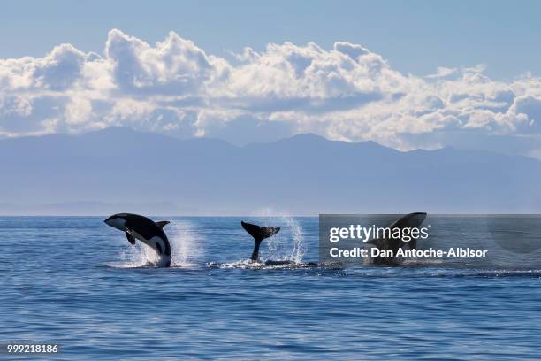 family time - killer whale stock pictures, royalty-free photos & images
