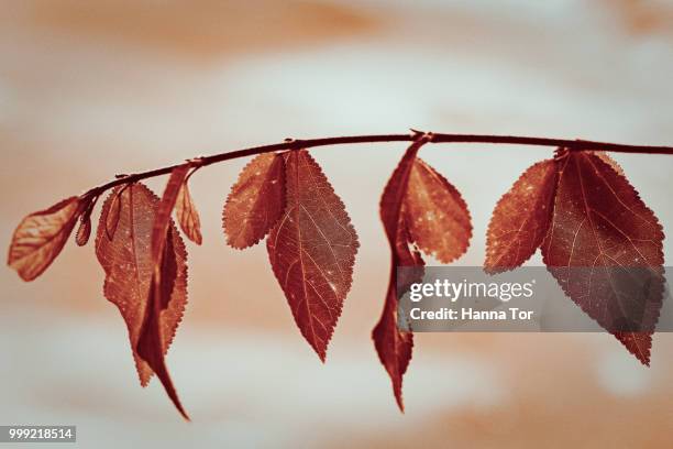 october - hanna stockfoto's en -beelden