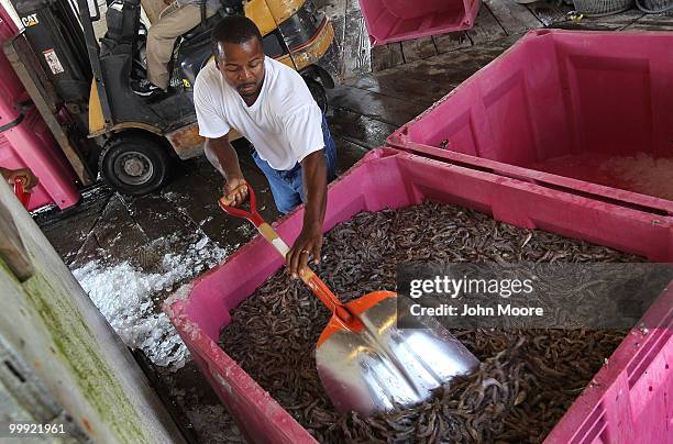 Stanley Johnson packs fresh shrimp for shipping from Chris' Marina on May 18, 2010 in Port Sulfur, Louisiana. Due to the BP oil spill, authorities...