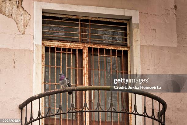 pigeon watching the street - heinovirta stock-fotos und bilder