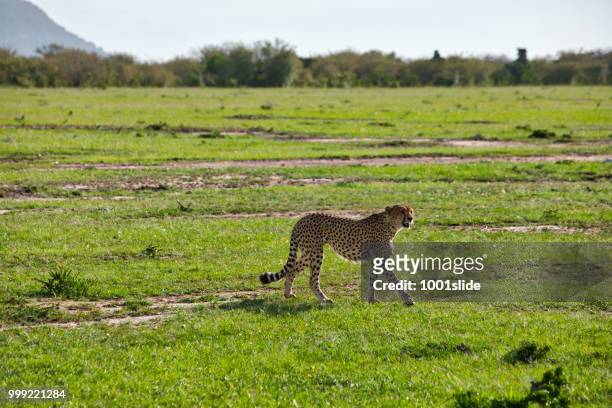cheetah hunting - 1001slide stock pictures, royalty-free photos & images