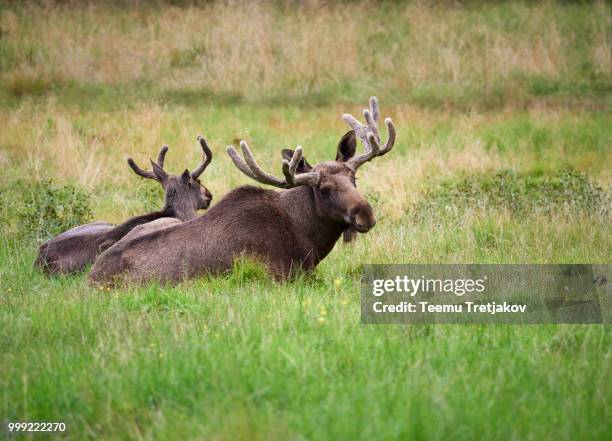 two brown elks lying on green grass - teemu tretjakov fotografías e imágenes de stock