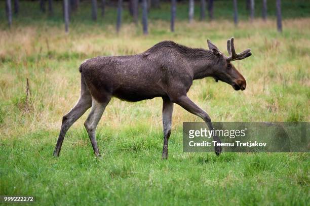 big brown moose walking on green grass - teemu tretjakov stock pictures, royalty-free photos & images
