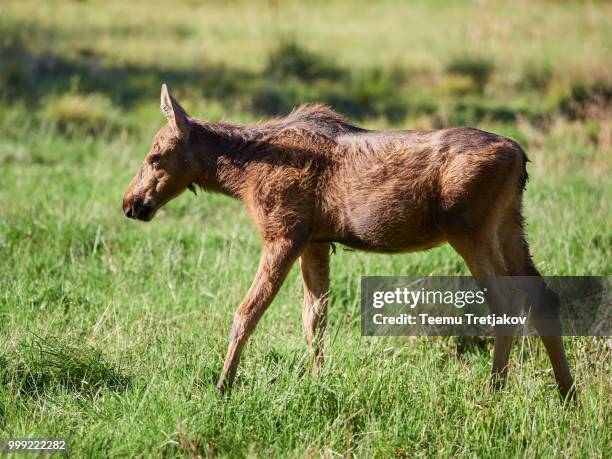 young brown moose walking on green grass - teemu tretjakov fotografías e imágenes de stock