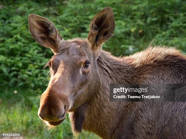 big brown moose staring in animal portrait - animal body part stock-fotos und bilder