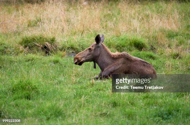 young brown moose lying on green grass - teemu tretjakov fotografías e imágenes de stock
