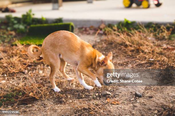 small dog sniffing patch of dirt - huntmaster stock pictures, royalty-free photos & images