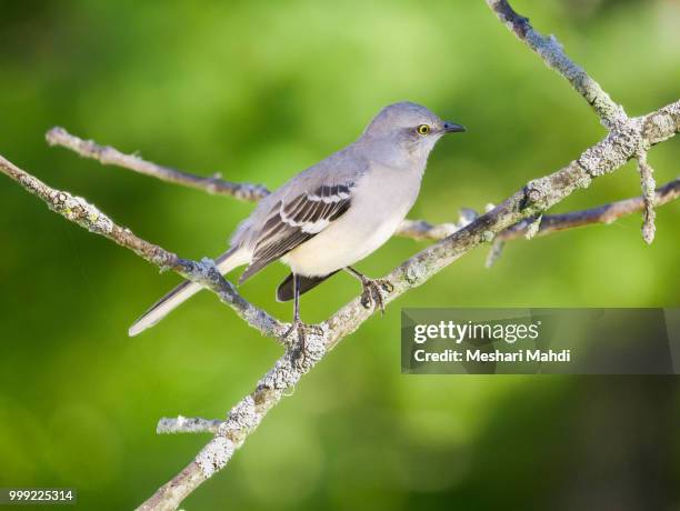 northern mockingbird - mahdi stock pictures, royalty-free photos & images