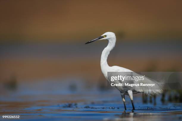 posing - little egret (egretta garzetta) stock pictures, royalty-free photos & images