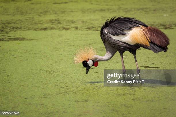 crowned crane find food at the river - kenni stock pictures, royalty-free photos & images
