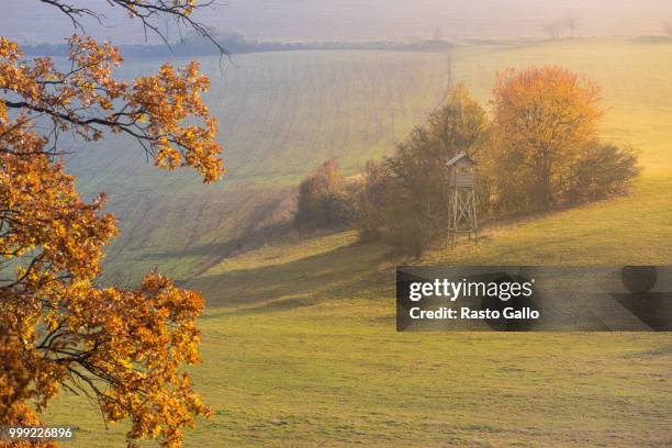 autumn scene - gallo stock pictures, royalty-free photos & images