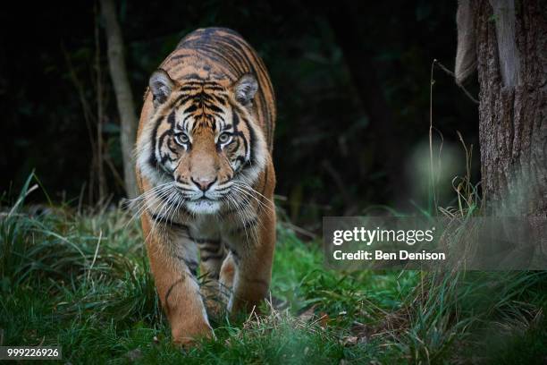 stalker - tiger stock pictures, royalty-free photos & images