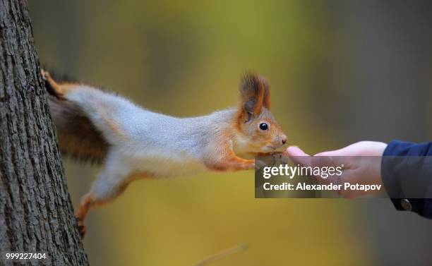 let the hand of the giver always be generous! - american red squirrel stock pictures, royalty-free photos & images