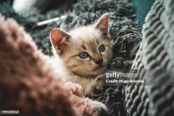 nemo, the cat - nemo stock pictures, royalty-free photos & images