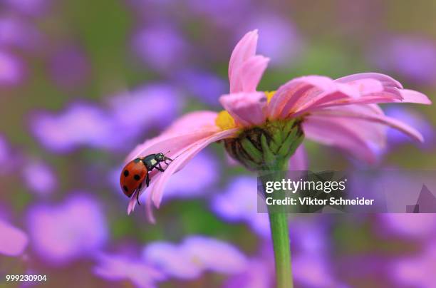 at the pink daisy. - schneider stock pictures, royalty-free photos & images