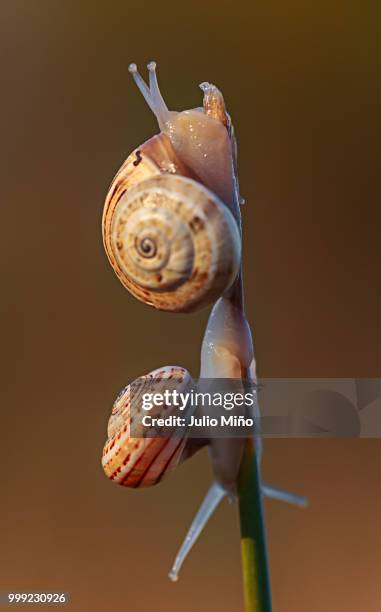 dos caracoles - two snails - caracoles stock pictures, royalty-free photos & images