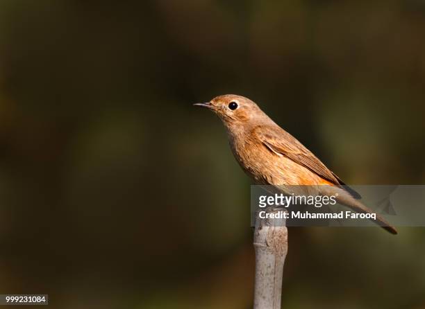 black redstart female... - redstart stock pictures, royalty-free photos & images