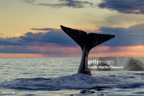 ballena franca austral - austral stock pictures, royalty-free photos & images