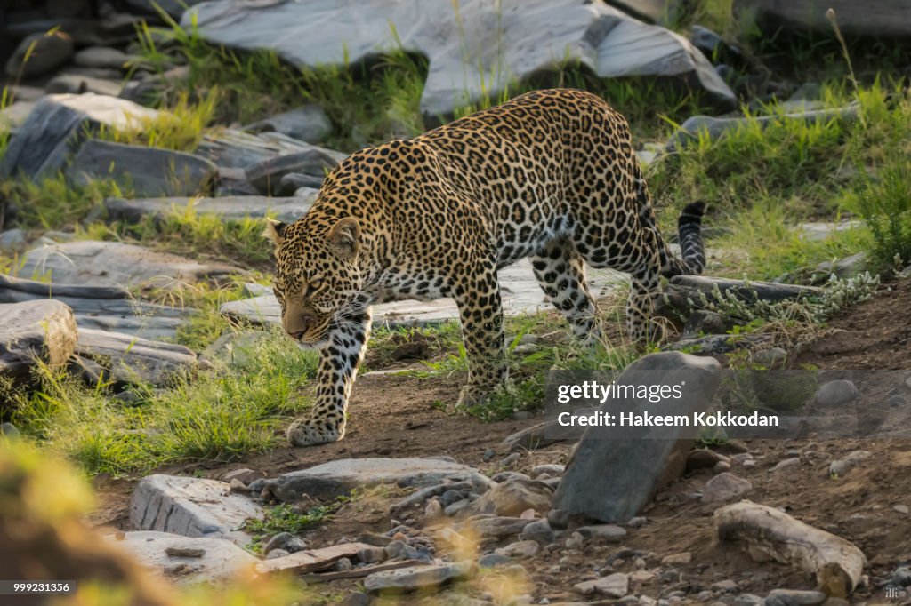 LEOPARD target locked