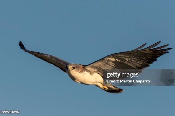 puerto madryn,argentina - puerto stock pictures, royalty-free photos & images