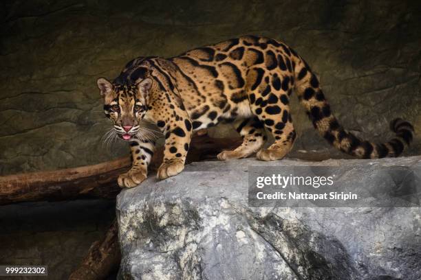 the circle of life - clouded leopard stock pictures, royalty-free photos & images