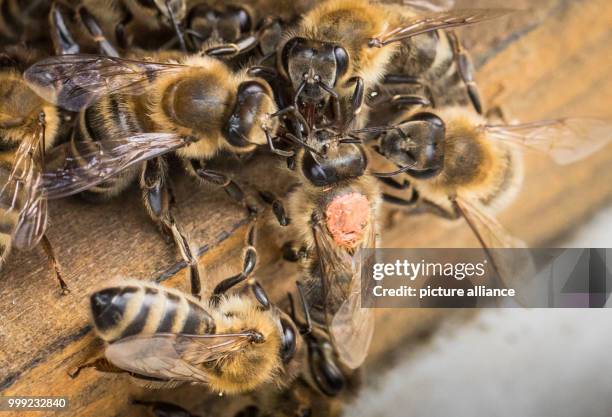 An organce-marked winner bee of the team Frankfurt returns to her beehive on the roof of the museum of Modern Art in Frankfurt am Main, Germany, 19...