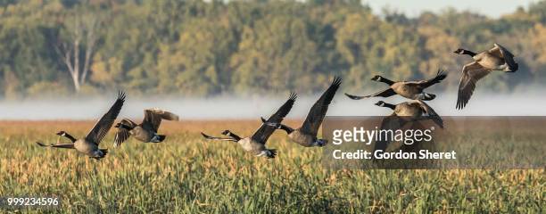 geese in flight (of ) - antigone stock pictures, royalty-free photos & images
