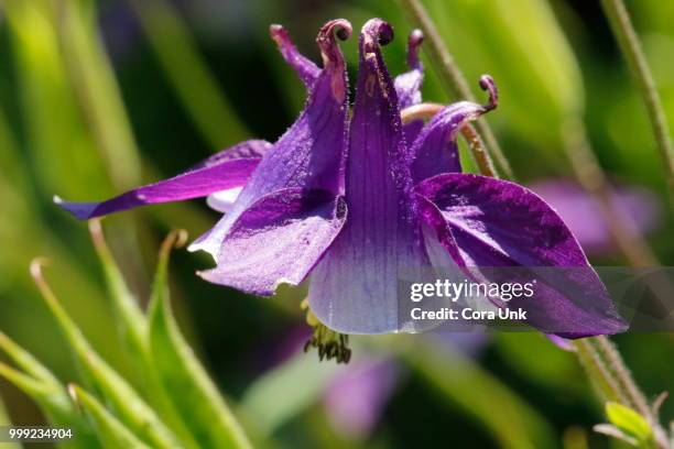 columbine blue white - columbine flower stock-fotos und bilder