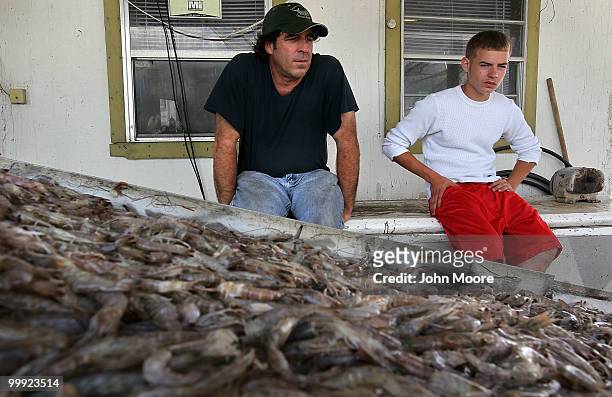 Fishermen watch as shrimp, fresh from the Gulf of Mexico, come up a conveyor to be weighed, iced and shipped from Chris' Marina on May 18, 2010 in...
